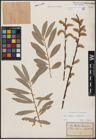 Foto von Salix caprea L. x Salix eleagnos Scop.